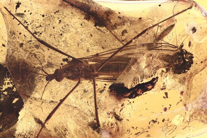 Fossil Crane Fly (Tipulidae) Laying Eggs In Baltic Amber #275381